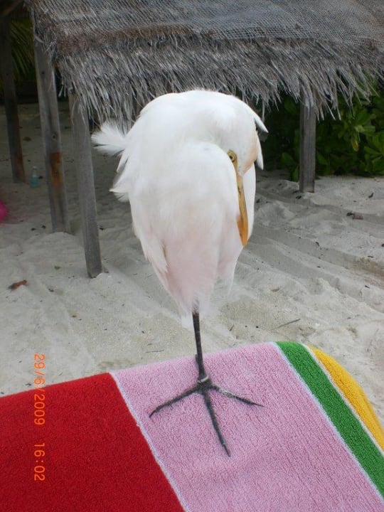 Friedolin beim Schlaf Summer Island Maldives