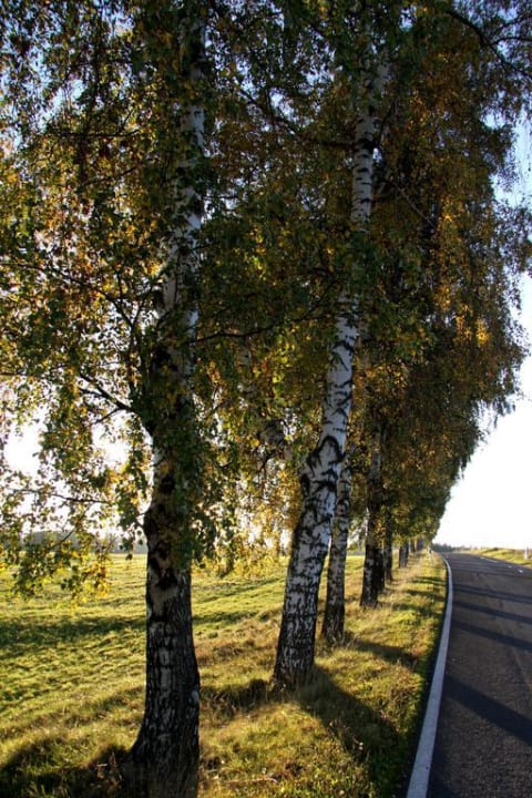 Birkenallee im Herbst Gasthof Brauner Hirsch