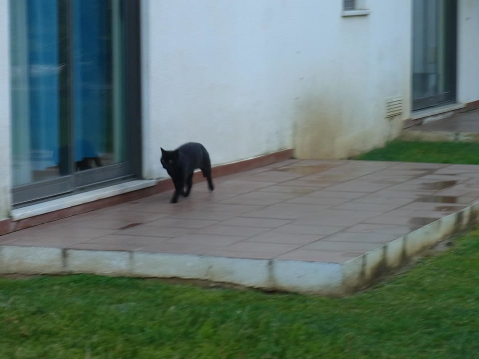 Katzen überall und so riecht es Bayside Salgados Apartments