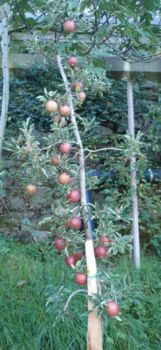 Klein und doch so ertragreich Garni Hotel Katzenthalerhof
