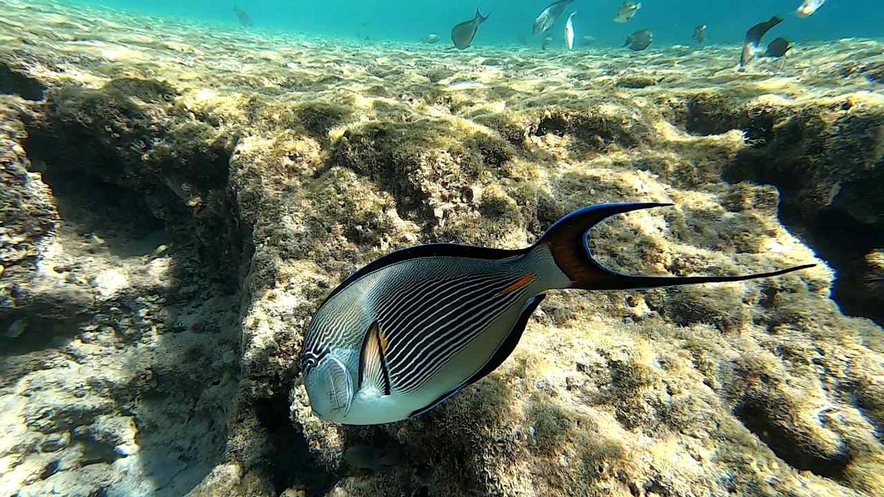 Strand Pickalbatros Citadel Resort