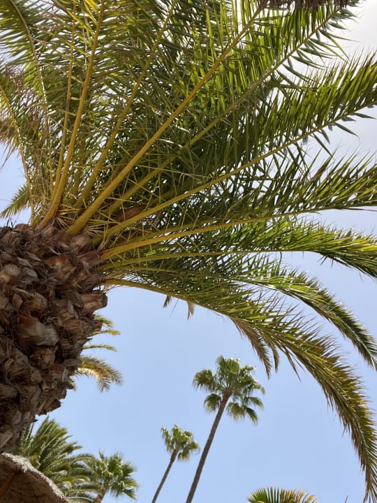 Gartenanlage Hotel Riu Palace Tenerife