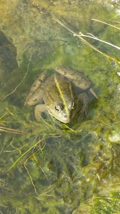 Frösche sind dort viele  Wellness Resort Boží Oko