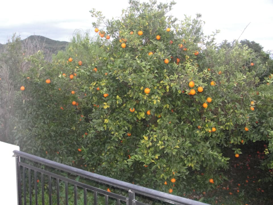 Die Orangen waren sehr gut Olympic Village Hotel