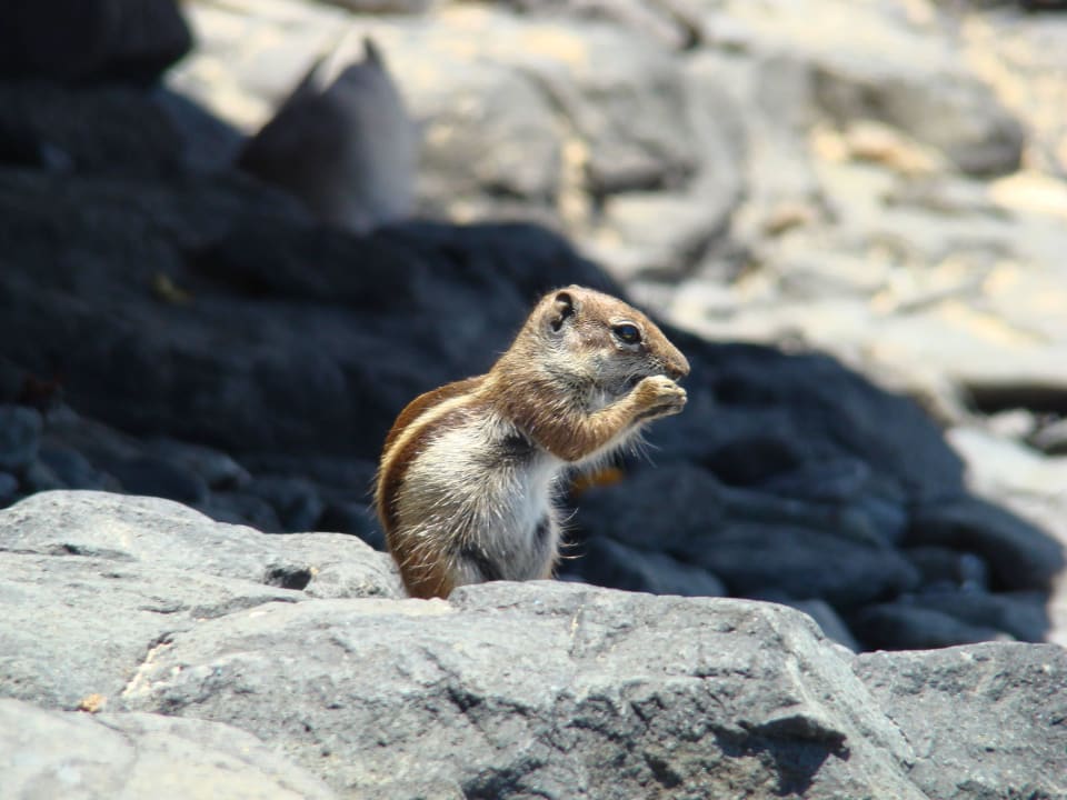 Wiewiórka  SBH Costa Calma Beach Resort