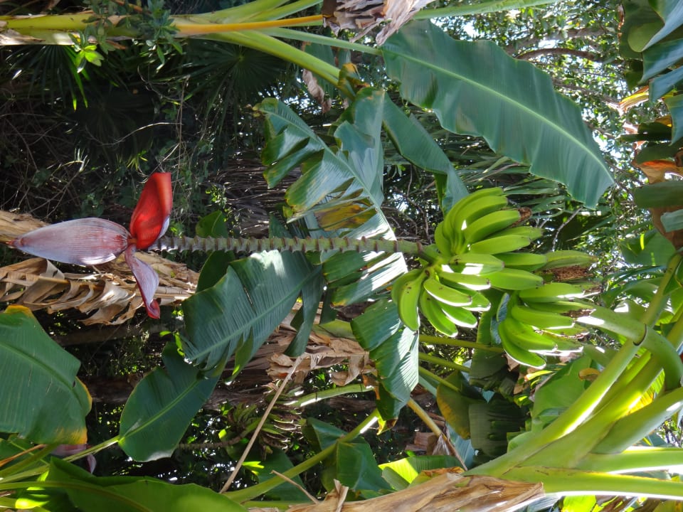 Bananenbaum TRS Yucatan Hotel - Adults only