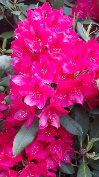 Gartenanlage Royal Seginus