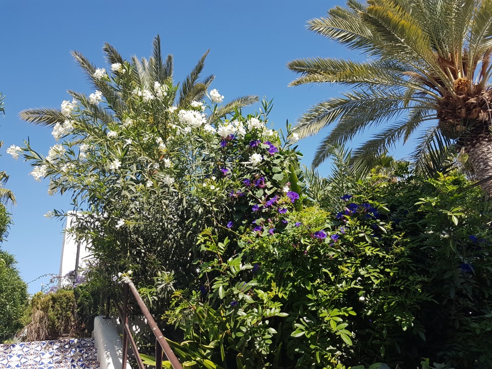 Gartenanlage Marina Playa Suite Hotel