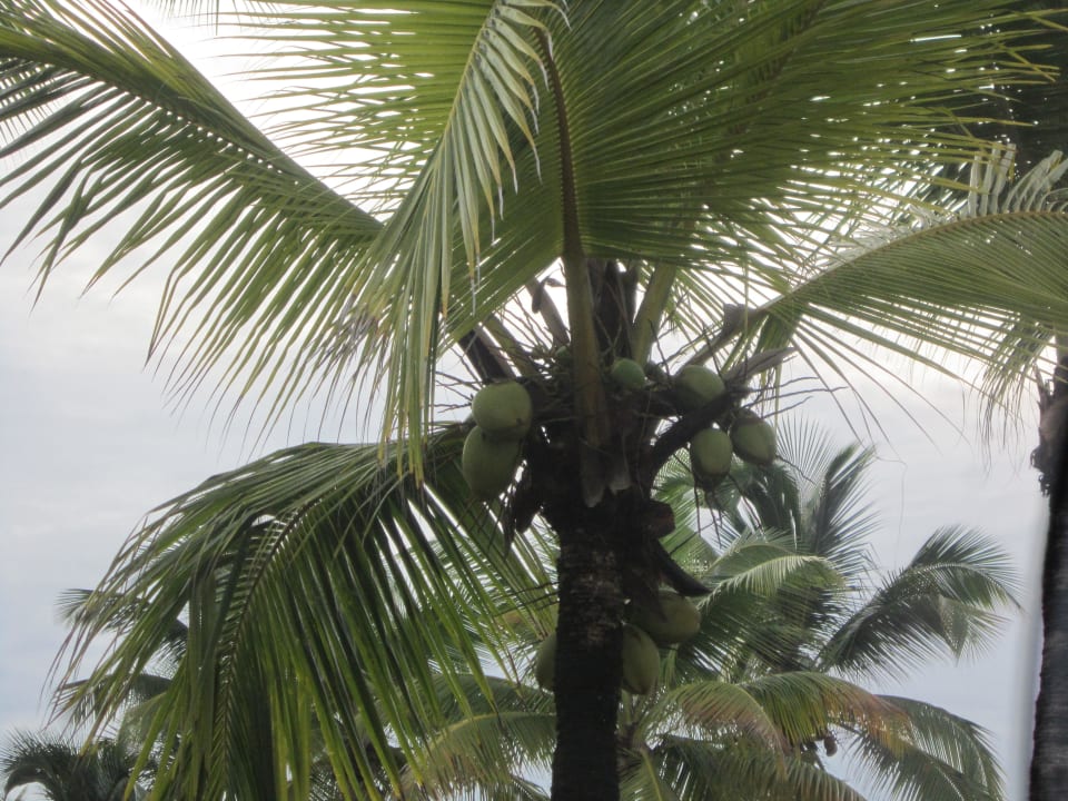 Palme Grand Sirenis Punta Cana Resort & Aquagames