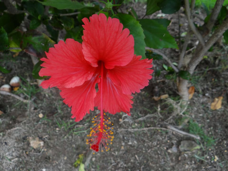 Blüme Valentin El Patriarca Varadero