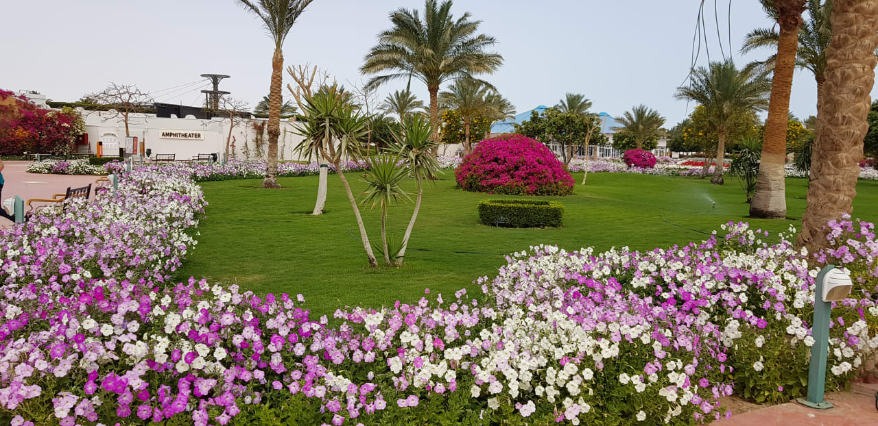 Gartenanlage Desert Rose
