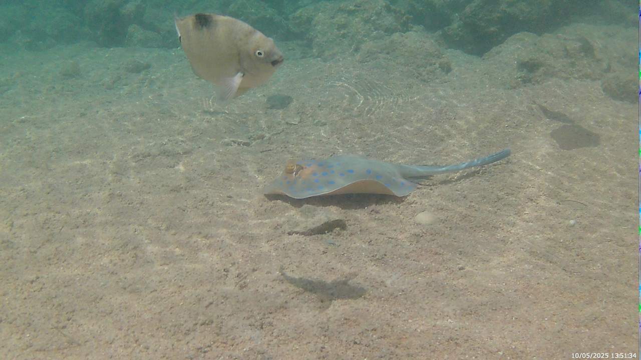 Sonstiges Pickalbatros Citadel Resort