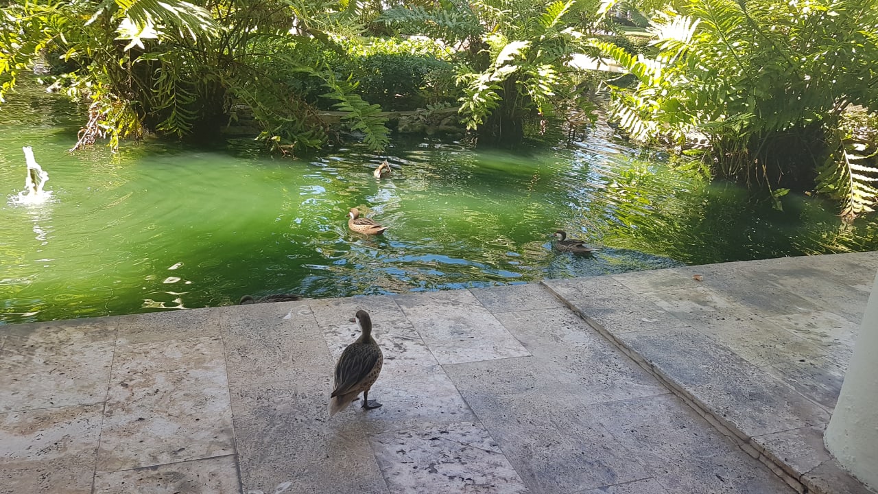 Gartenanlage Grand Palladium Punta Cana Resort & Spa