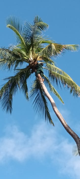 Gartenanlage Ocean Paradise Resort & Spa