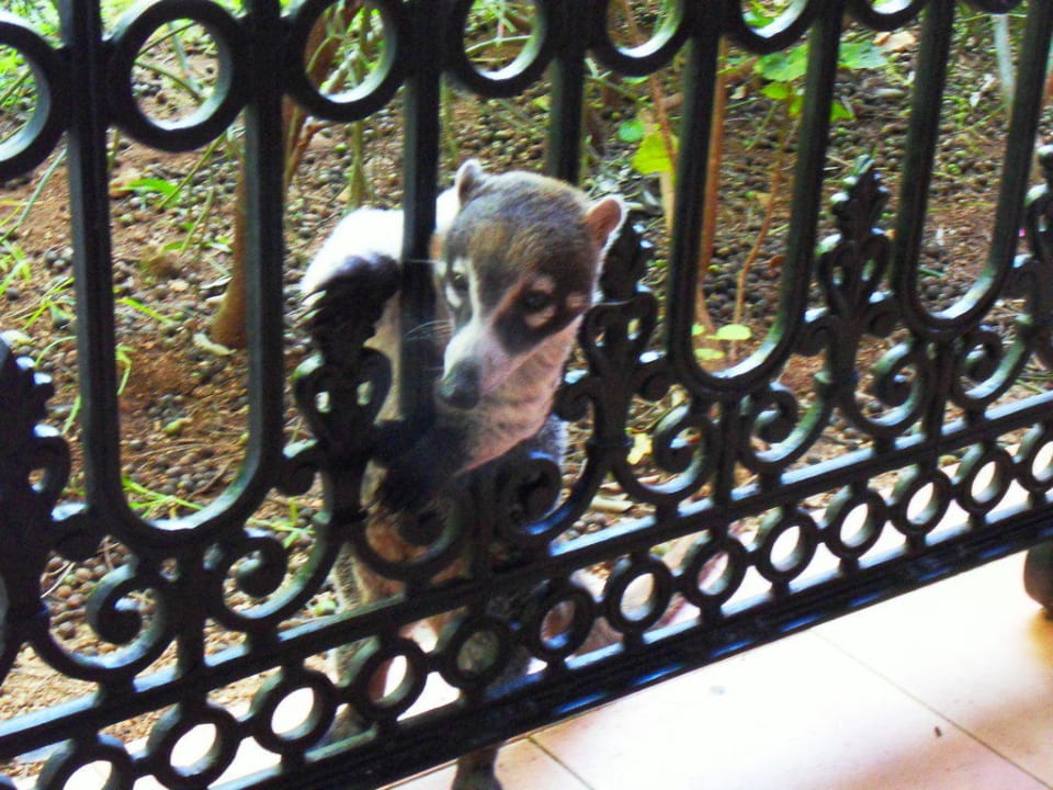 Er ist täglich mit den Augen mit, so herzig Hotel Riu Tequila