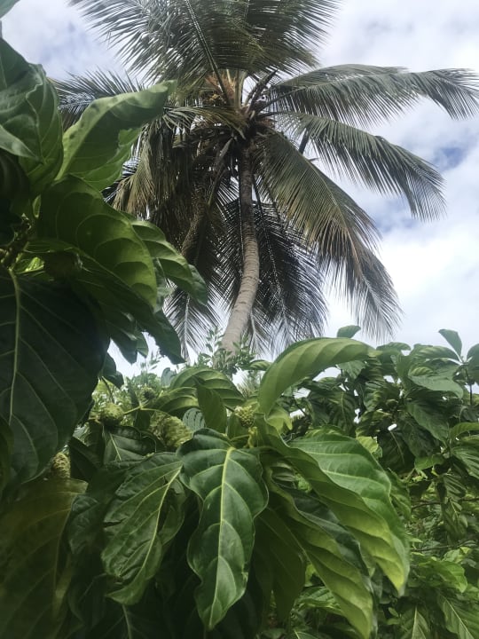 Gartenanlage Wyndham Alltra Samana