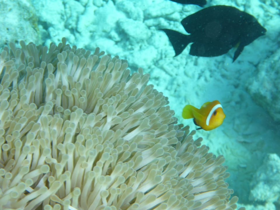 Sport & Freizeit Cinnamon Velifushi Maldives - Free One-Way Speedboat and 02 Kids Under 12 Stay & Dine Free