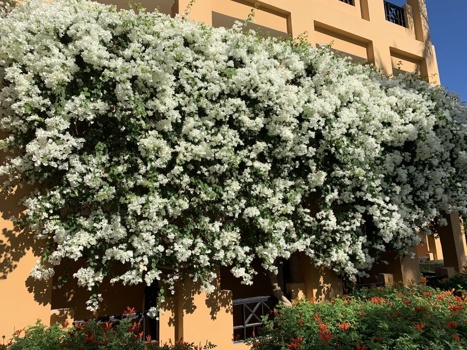 Garten Stella Beach Resort & Spa Makadi Bay