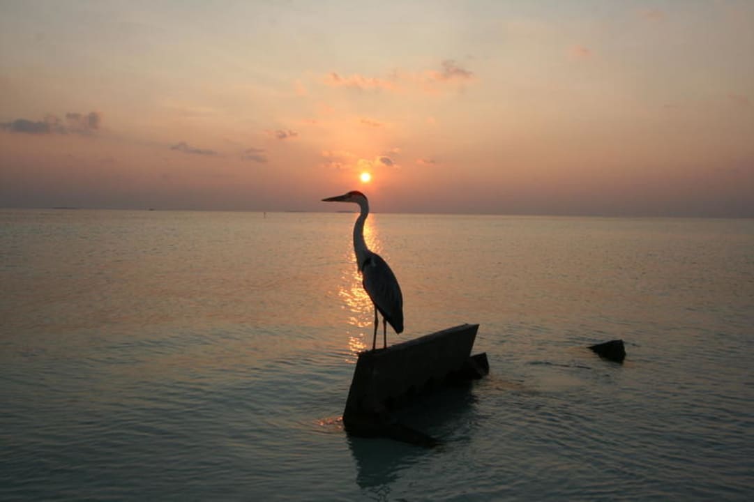 Sonnenuntergang Vilamendhoo Island Resort & Spa