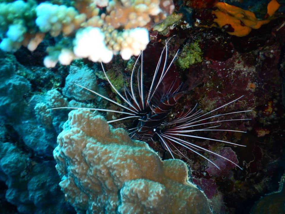 Feuerfisch Swisstouch Oriental Resort Marsa Alam