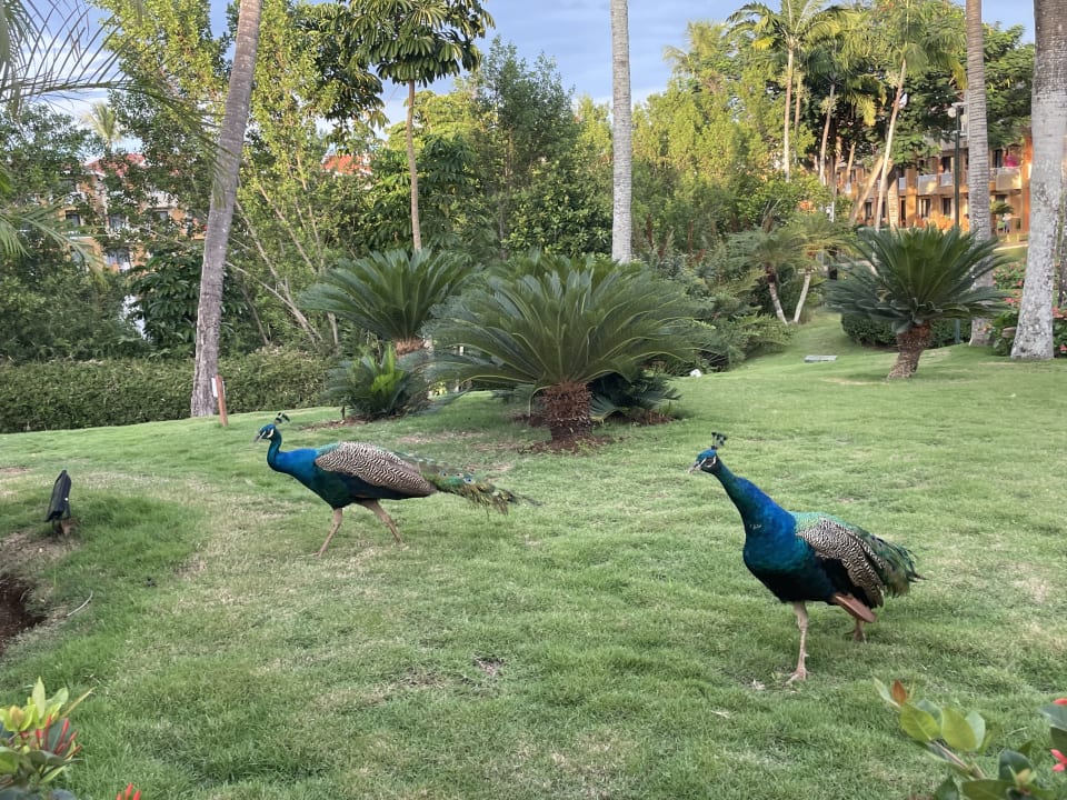 Gartenanlage Hotel Viva Dominicus Palace by Wyndham-All Inclusive Resort