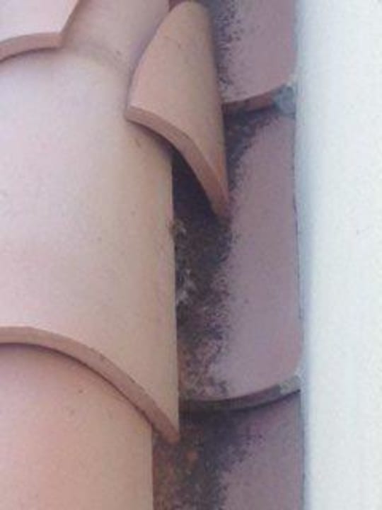 Wespennester Casa Castillo