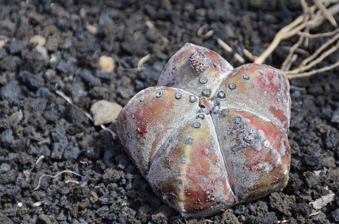 Kaktus La Palma Jardin