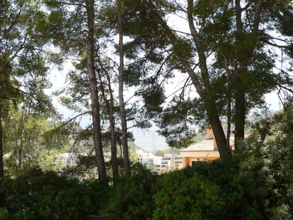 За отелем Hotel Citric Soller