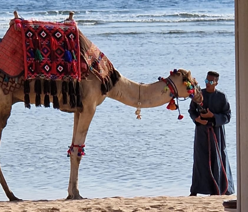 Strand Rixos Sharm El Sheikh Adults Only 18 +