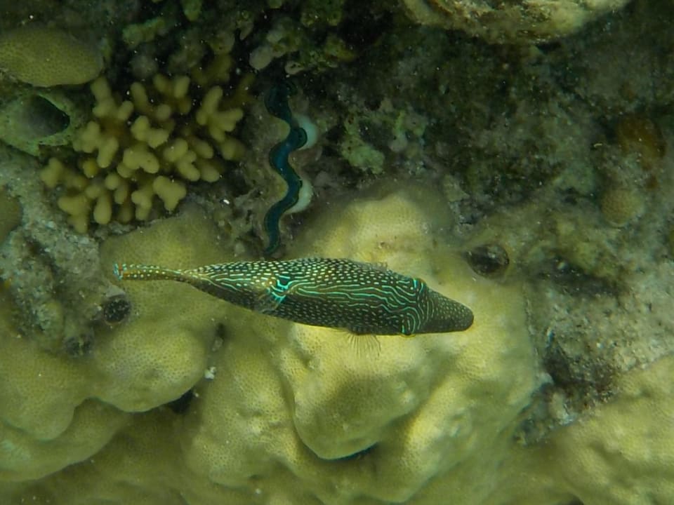 Strand Radisson Blu Resort, El Quseir