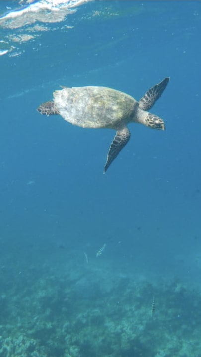 Sport & Freizeit Summer Island Maldives