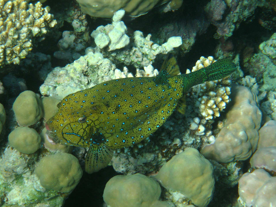 Schnorcheln im Grand Makadi Grand Makadi