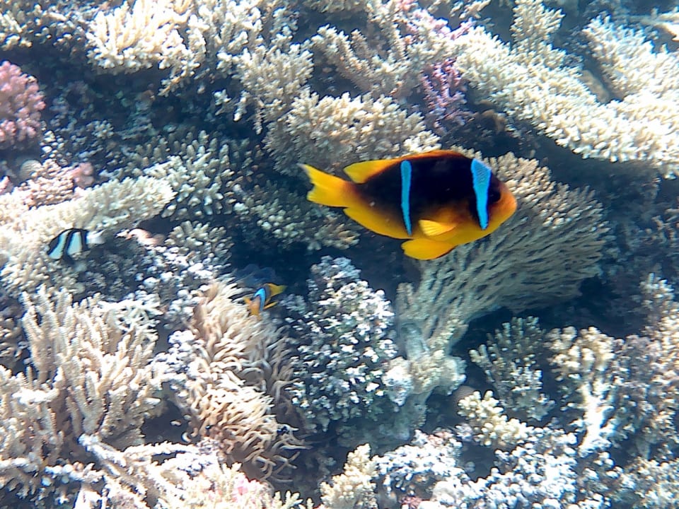 Sport & Freizeit Jaz Makadi Saraya Resort