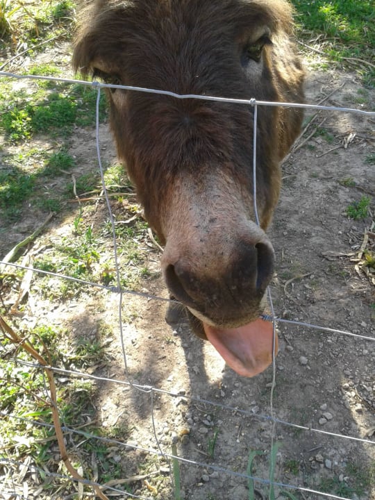 Esel Tinto Finca Honor Vell