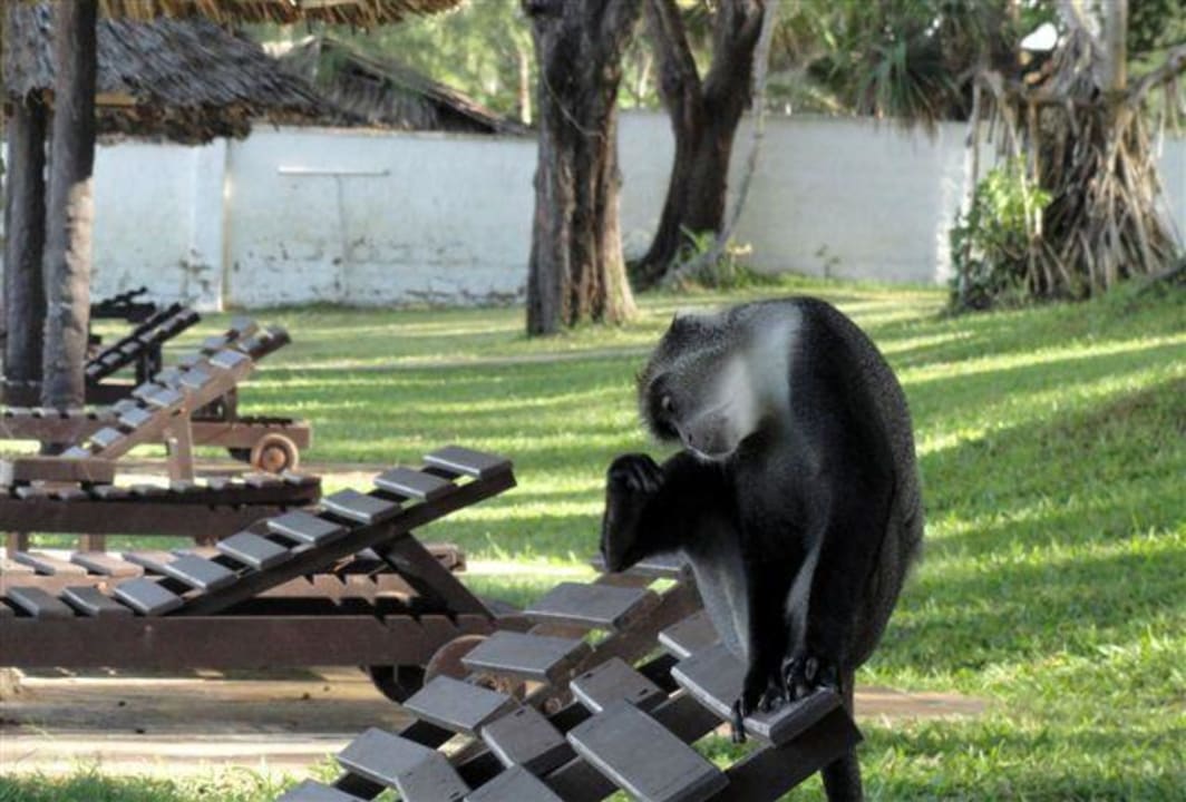 Affenalarm auf den Liegen am Pool Hotel Diani Sea Lodge
