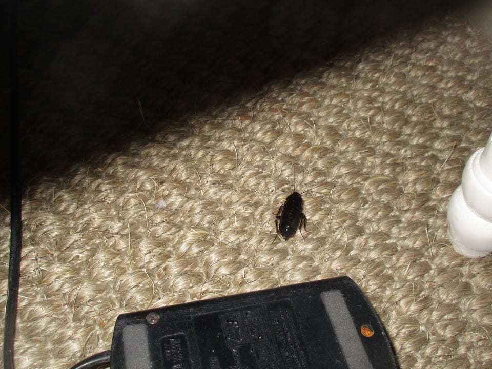 Ungeziefer (Riesenkakerlake) Hotel Villa Pioppi - Garni