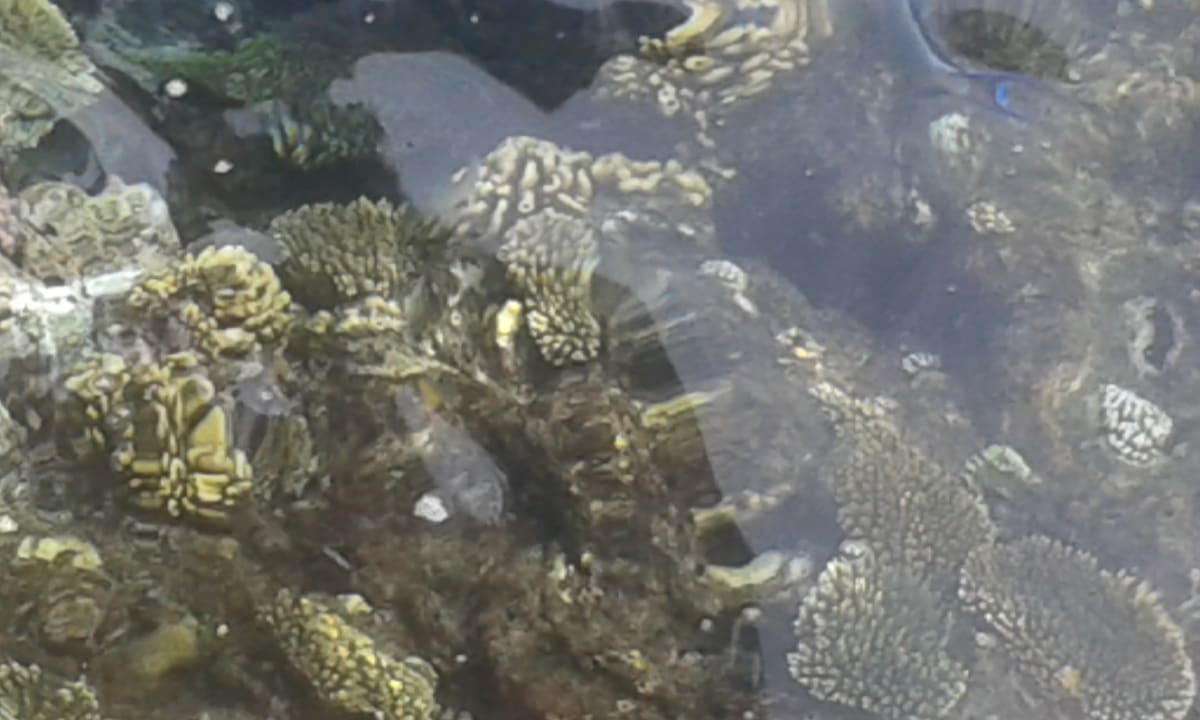 Korallen  Parrotel Beach Resort