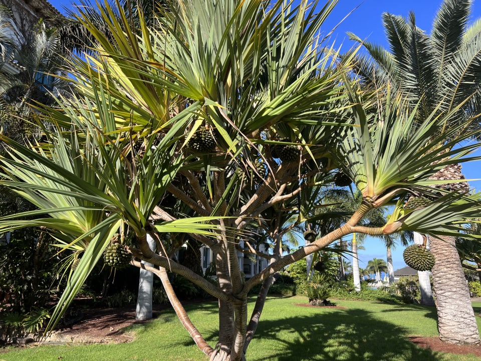 Gartenanlage Gran Melia Palacio de Isora Resort