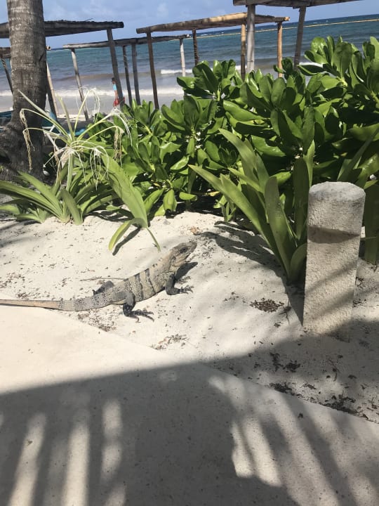 Sonstiges Akumal Bay Beach & Wellness Resort