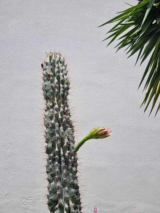 Gartenanlage HARPIN Georgioupolis Resort Aquapark & SPA