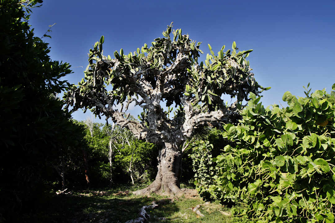 Gartenanlage Valentin El Patriarca Varadero