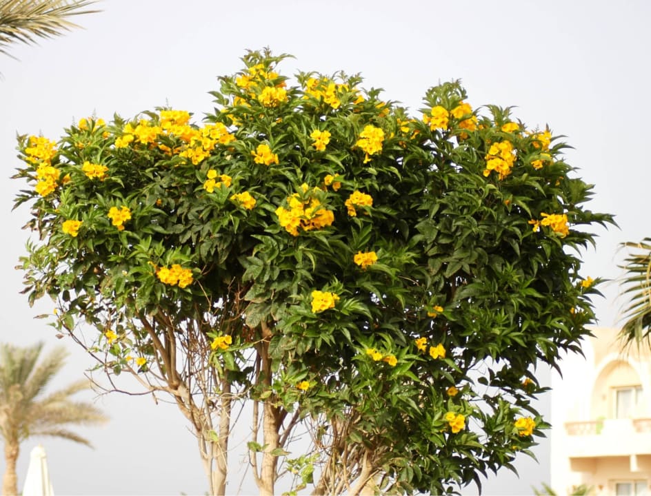 Große Vielfalt an Pflanzen und Blumen Three Corners Sea Beach Resort