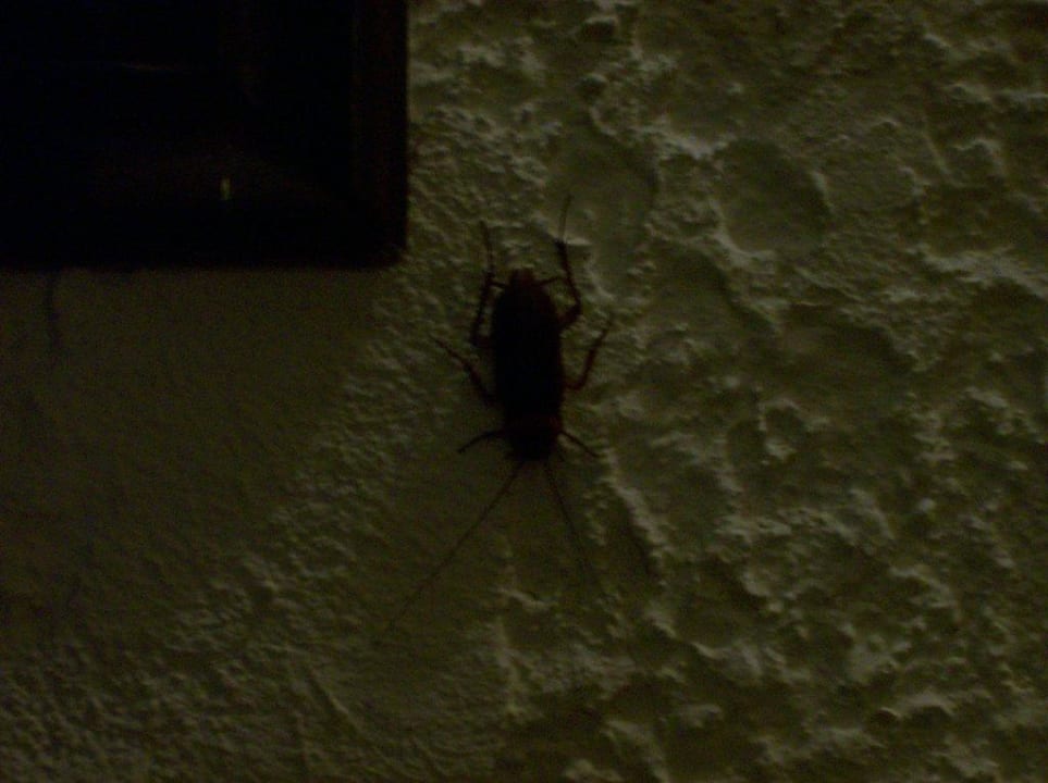 La Cucaracha Gaia Garden Hotel