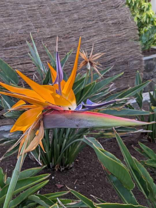 Außenansicht Bull Costa Canaria & Spa - Adults only