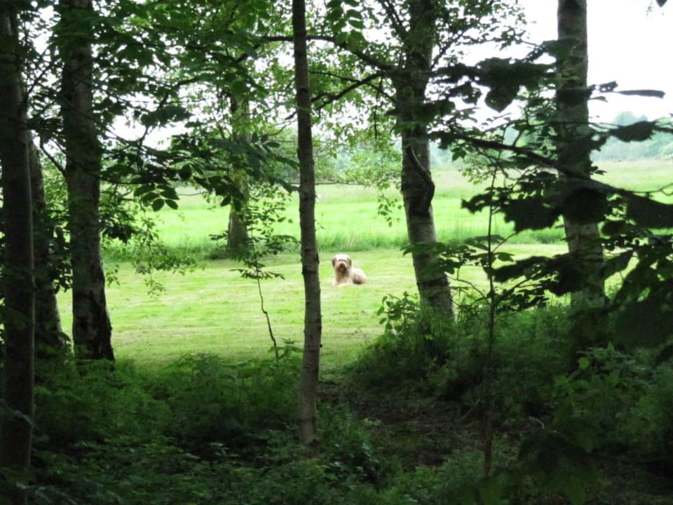 Auch Hunde sind willkommen! Ferienhaus Friedas Huuske