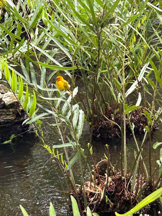 Außenansicht Bahari Beach Hotel