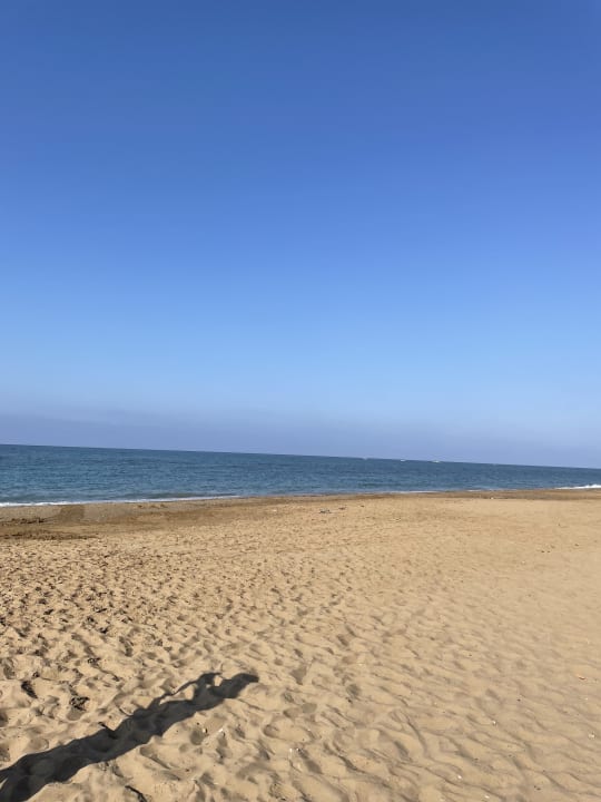 Strand Seashell Vega