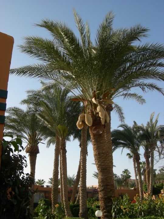 Gartenanlage Giftun Azur Resort