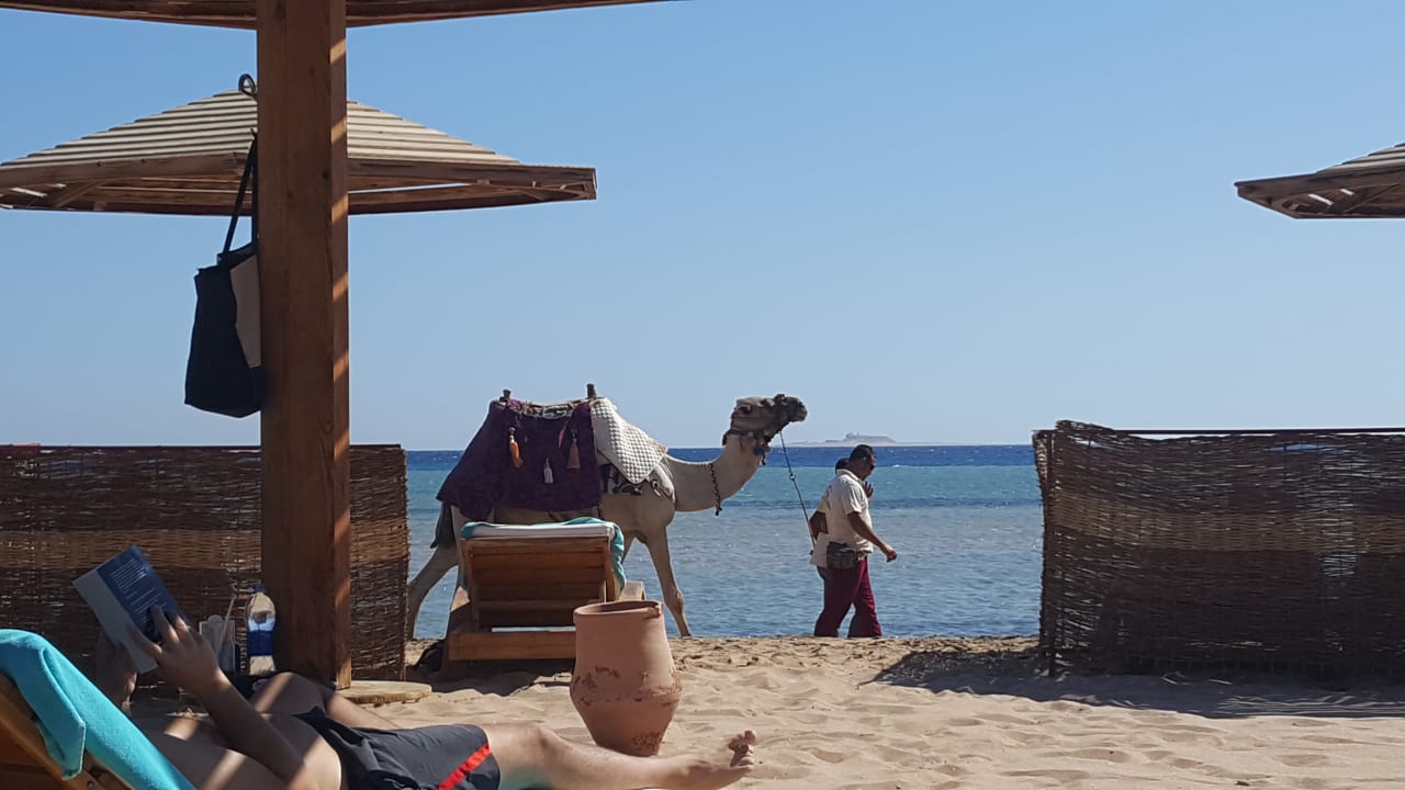 Außenansicht Shams Prestige Abu Soma-Adults Only