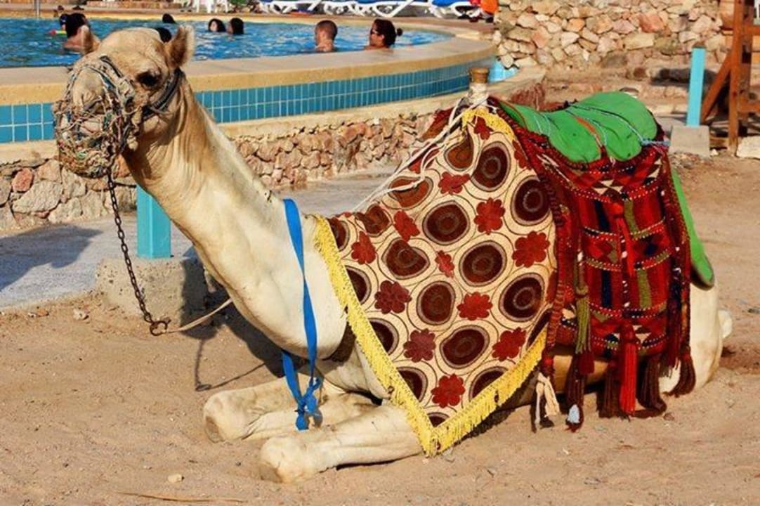 Kamel am Pool  Mövenpick Resort & Spa El Gouna
